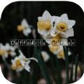 Daffodils Weather app